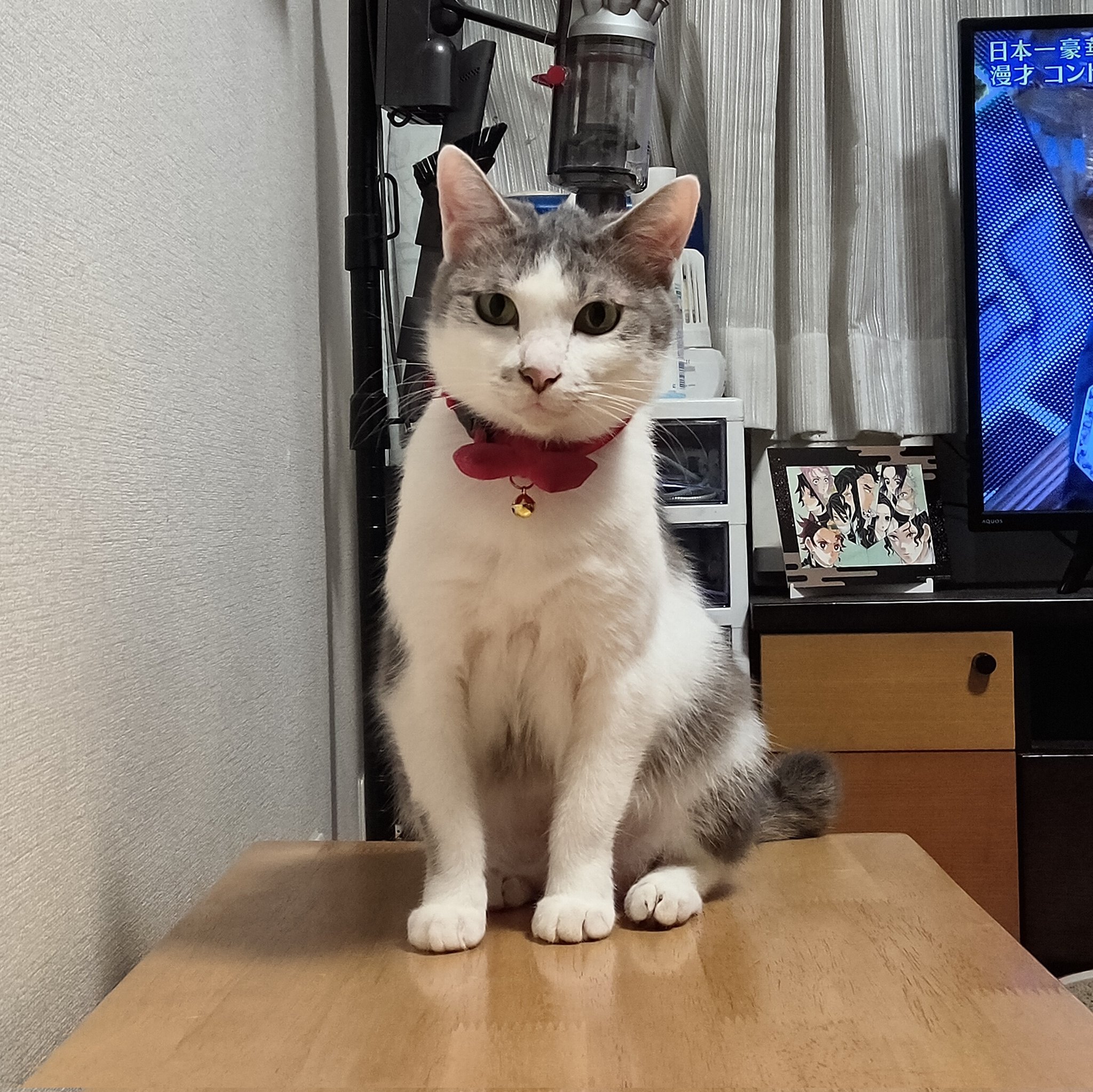 ネコ好きかよちゃんページ hq720.jpg?sqp=-