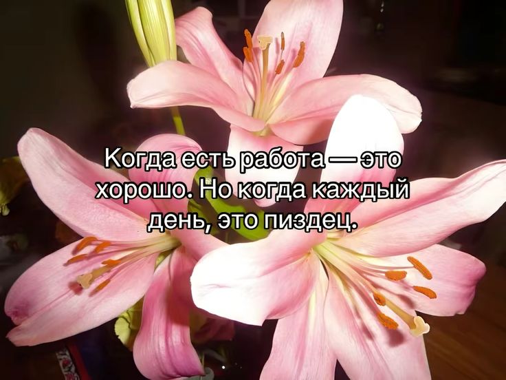 zhan tweet media