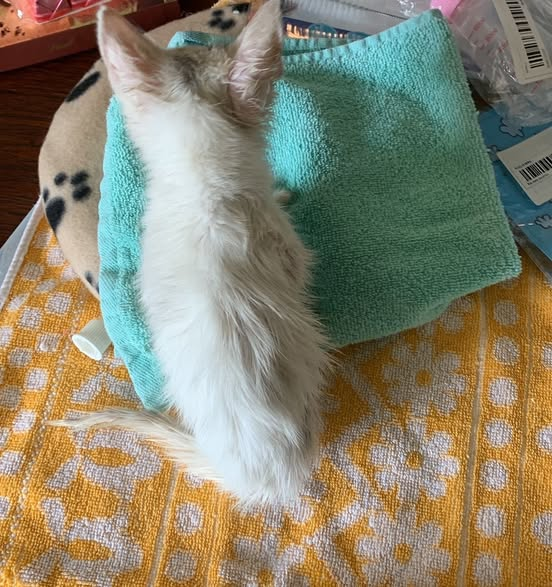 Schönwalde · Stolzenburg · Neu-Stolzenburg · 17309
Kätzchen ausgesetzt  Kopie:
Gefunden. Weggeworfen. Fast gestorben.
Heute Morgen wurde diese kleine Maus gebracht...
Gerade einmal etwa acht Wochen alt - und wiegt nur 280 Gramm. Das ist das Gewicht eines zwei Wochen alten Babys.