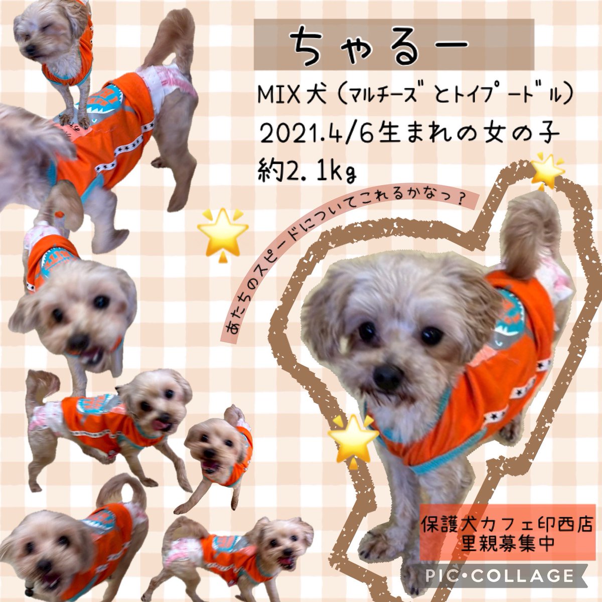 🌟ちゃるー🌟
元気いっぱいでニコニコ笑顔が素敵な明るい女の子です☀️

かけあしがとーーっても早いちゃるーちゃん💨
あたちのスピードについてこれるかなっ？
みんなでなかよく追いかけっこをしたり、
お客様に抱っこをして甘える一面も🤍

たくさん遊んでくれるずっとのお家を募集中です🏠