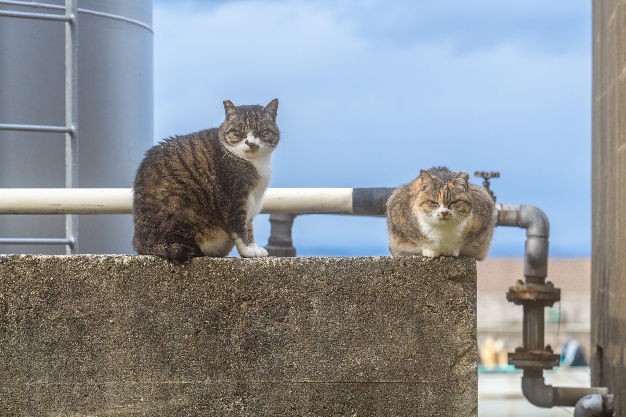 ねこ 招き猫 8寸 / 小田人形 – 京都の伝統工芸品の通販サイトはMOCAD