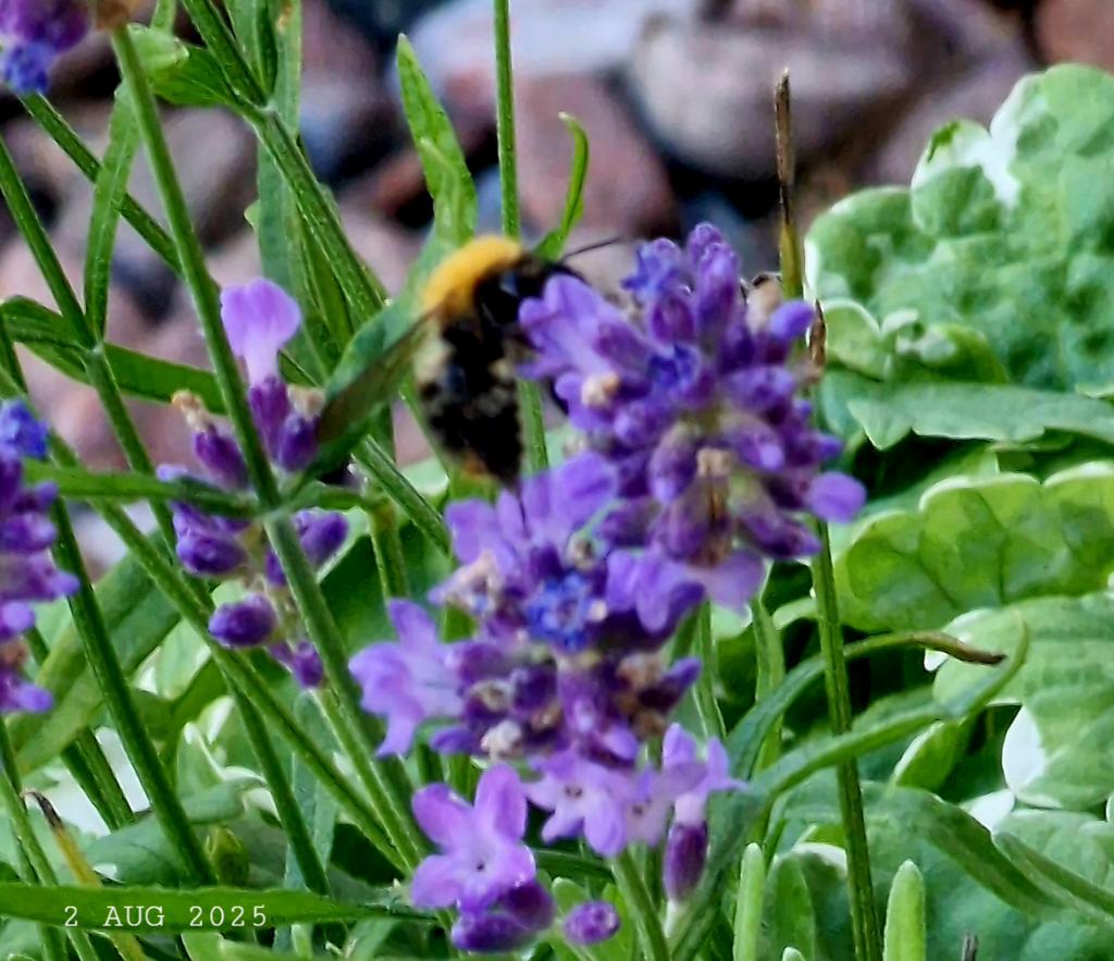 IDadzkov's tweet photo. Bumblebee on lavender flower. Humla på lavandels blomma.  Шмель на цветке лаванды. Чмель на кветке лаванды.
#nature #summer #insects #flowers #Bumblebee #lavender #humla #lavandel #FlowersPhoto #InsectsPhoto https://t.co/GjVvTreWkX