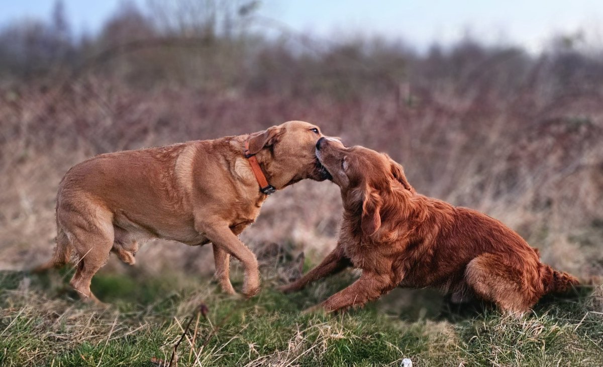 Bailey and his best friend Bracken, both refusing to give up the tennis ball
😂😂🥰🥰❤️ #Baileydaily #dogsoftwitter #dogs