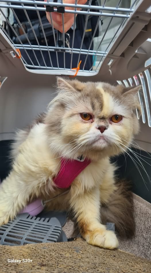 Flughafen Frankfurt am Main
Auf Toilette zurückgelassen
Tierschutzverein Frankfurt am Main und Umgebung von 1841 e.V. Kopie:
Zeugen gesucht oder wer hat Hinweise zur Herkunft des Tieres !!
Diese Perserkatze wurde im Kennel mit Leine, Geschirr und diversen weiteren Dinge auf einer