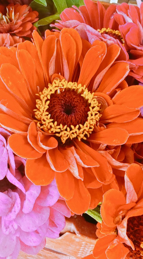 Flower 🌼🌼🌼🌼
#flowerphotography