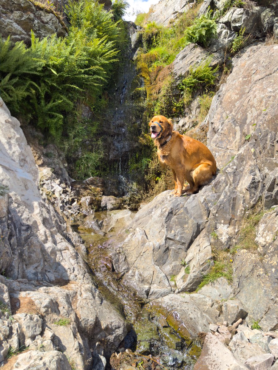 Finlay - Red Moonshine (@finredmoonshine) on Twitter photo Finlay #RedMoonshine checking out the #waterfall and getting in his steps at <a href="/nationaltrust/">National Trust</a> #CardingMillValley yesterday afternoon #OutdoorWalks #OutdoorPhotography #DogPhotography #DiabetesUK #1mSteps #1mStepsChallenge redmoonshine.com Finlay #RedMoonshine checking out the #waterfall and getting in his steps at <a href="/nationaltrust/">National Trust</a> #CardingMillValley yesterday afternoon #OutdoorWalks #OutdoorPhotography #DogPhotography #DiabetesUK #1mSteps #1mStepsChallenge redmoonshine.com