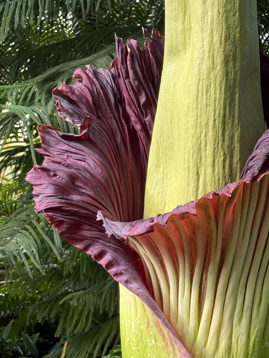 alaindelavie's tweet image. La floraison spectaculaire de l’Amorphophallus titanum dans les serres du Jardin botanique Jean-Marie Pelt #fleur #jardinbotanique #serre #Araceae 
pariscotejardin.fr/2025/08/la-flo…