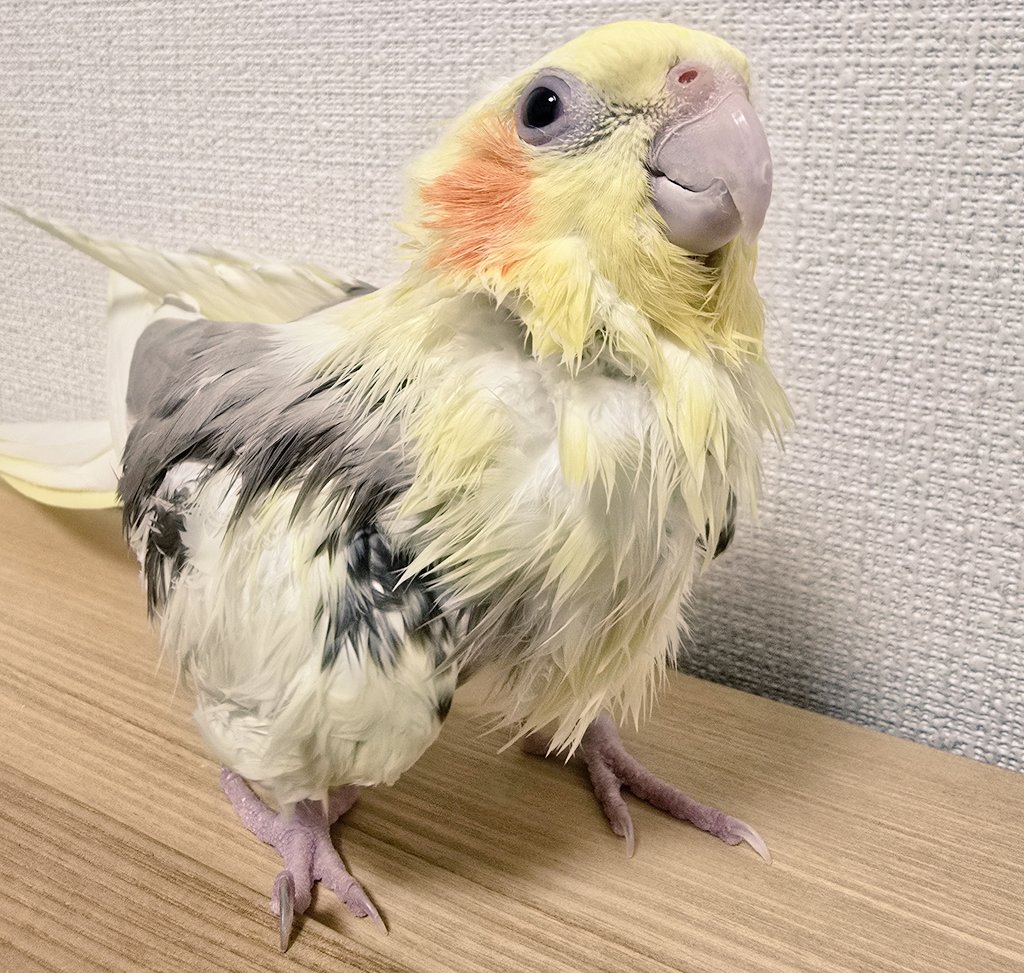 みなさんこんばんは

びちゃびちゃチャピちゃんです🐥

#オカメインコ #チャピ