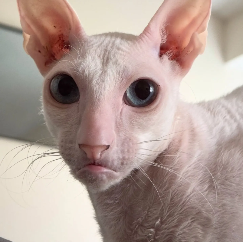 girpanything's tweet photo. - @EYES0FTHEWIND  has turned into a cat! https://t.co/q1ndPKyDNe