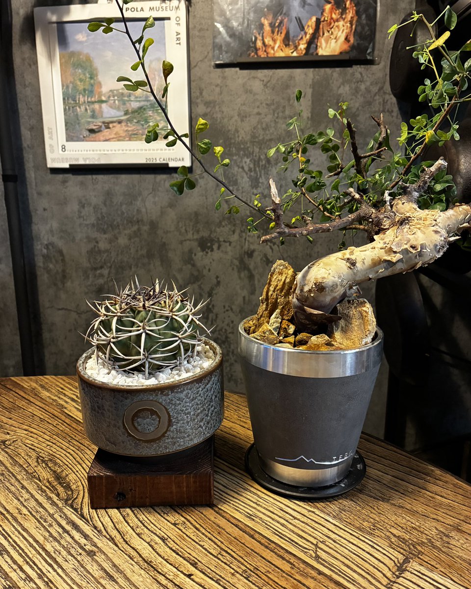 maple27_sr400's tweet photo. フェロシオールとカタフ植替え🌱
鉢合わせいい感じ！ https://t.co/7IsidZ110M