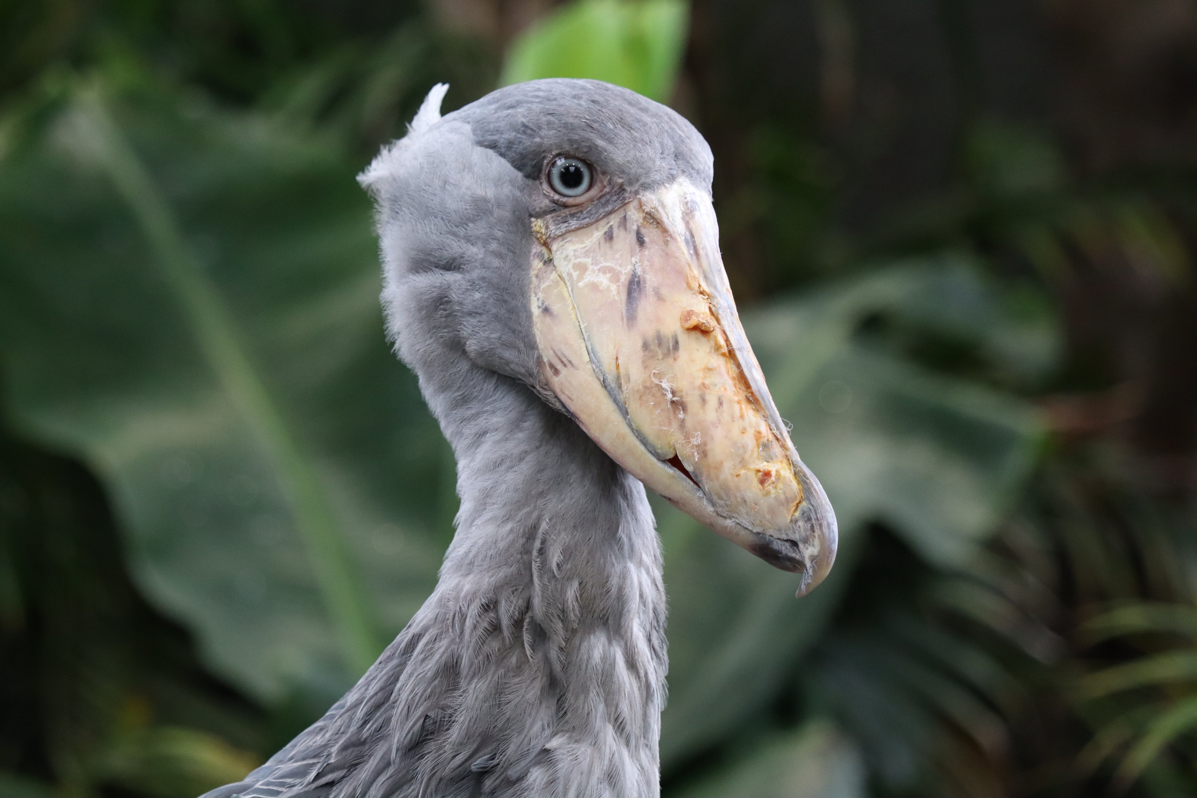 ♡ハシビ口コウ♡ページ 塩ら～めん on X: 