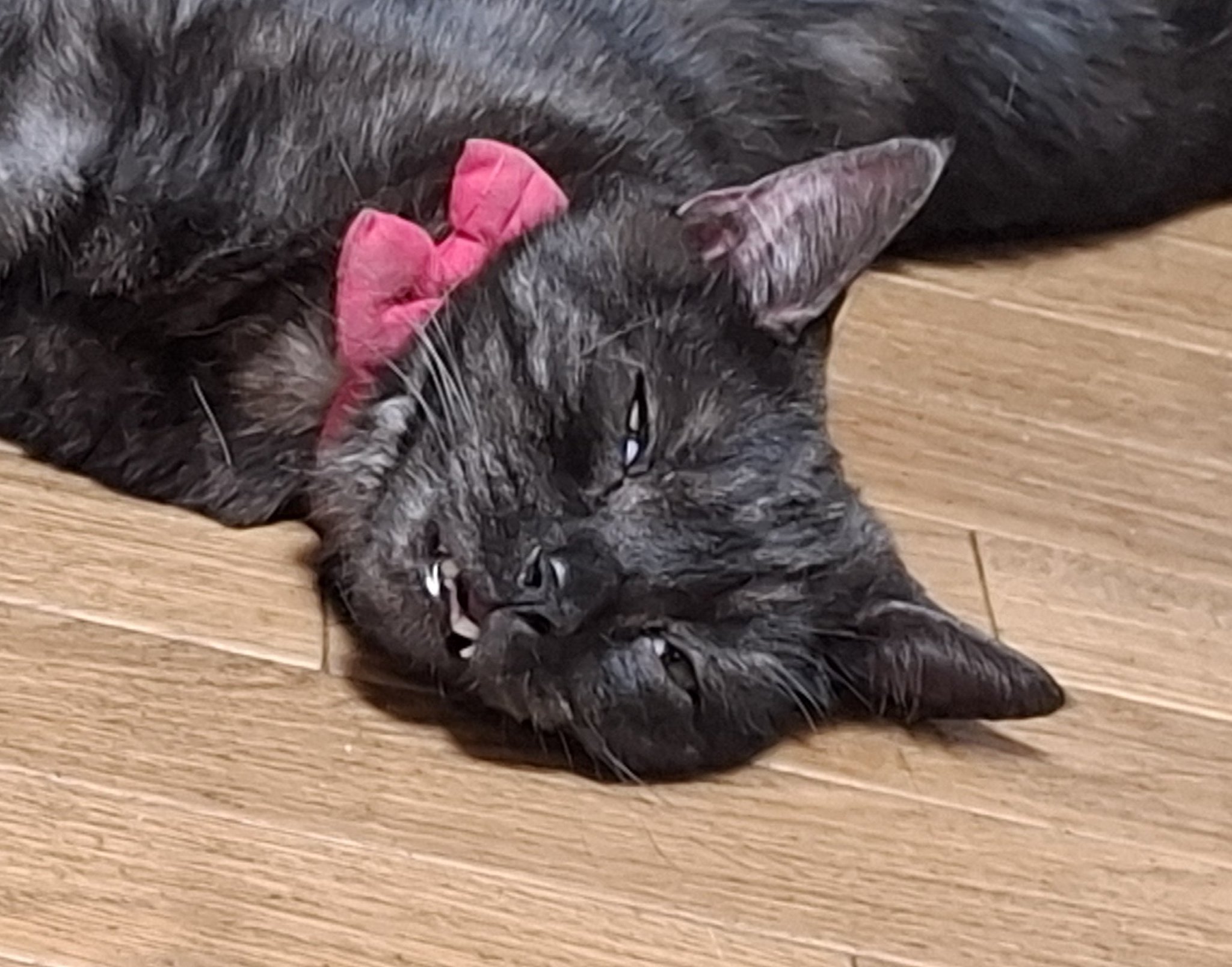 猫甘々 楽天市場】ねこ肯定感 抱き枕 ぬいぐるみ Lサイズ ネコ 猫 動物