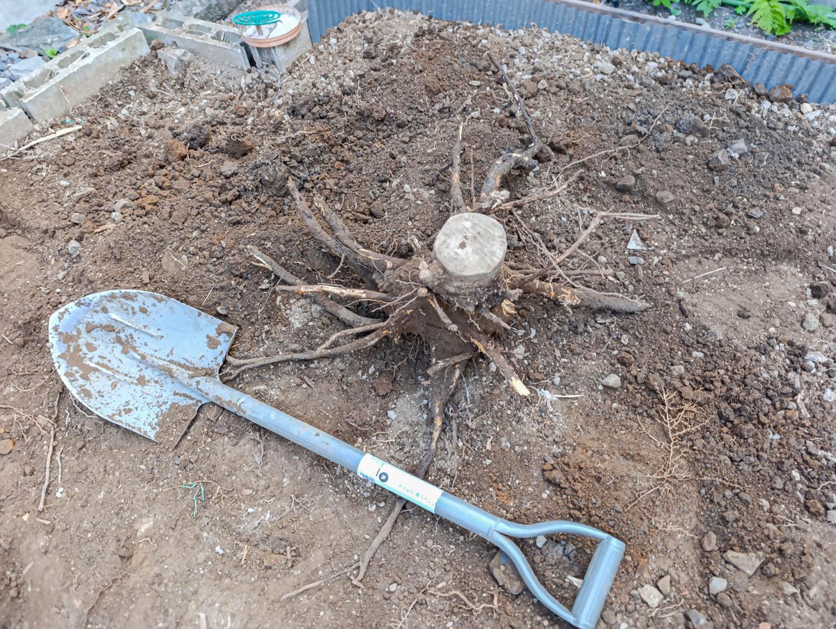 月桂樹抜根、小さい切り株なら15分程度で抜けるくらい熟練してきた。