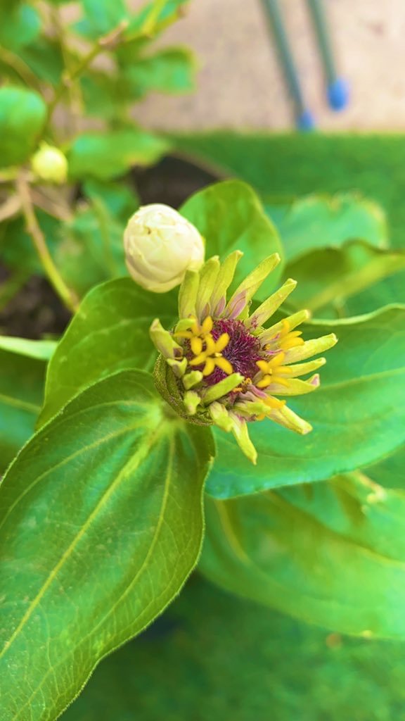 في هذه الحياة تتعدد الأمنيات ،
 تسكُننا اماني واحلام مُخبئة بداخلنا .. 
سيأتي بها الله إن الله لطيفٌ خبير ..

#مساء_الخير 
#الزراعه_المنزليه
#حدائق_منزليه