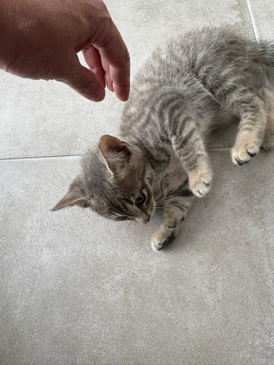 J'ai lack de fou les tournois de la semaine, ils reviennent demain désolé la team

Pour me faire pardonner souhaitez la bienvenue à Pichu !!!