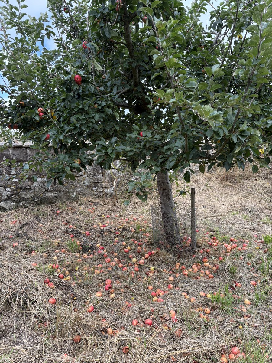 Jane Solomons tweet media