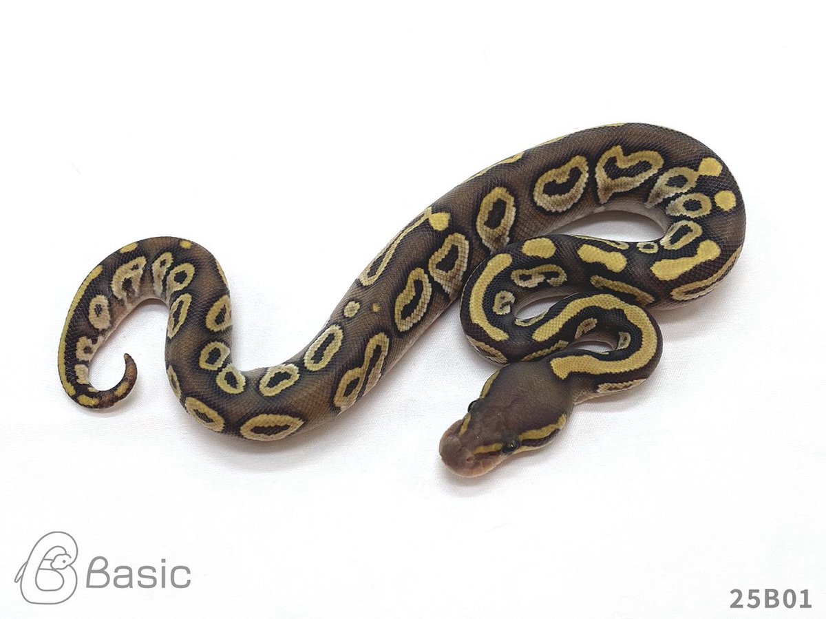 Basic_bp's tweet photo. 【SOLD OUT】
0.1 BH Mojave Ghost
ブラックヘッドモハべゴースト ♀
¥100,000

個体ID:25B01
2025 Basic CB

ご売約ありがとうございます。

#ボールパイソン販売 #ボールパイソン繁殖 #BasicCB https://t.co/r8Wj0YxJqT