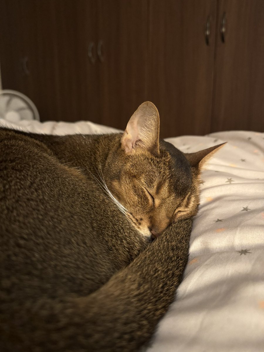 しっぽが枕のとらきち