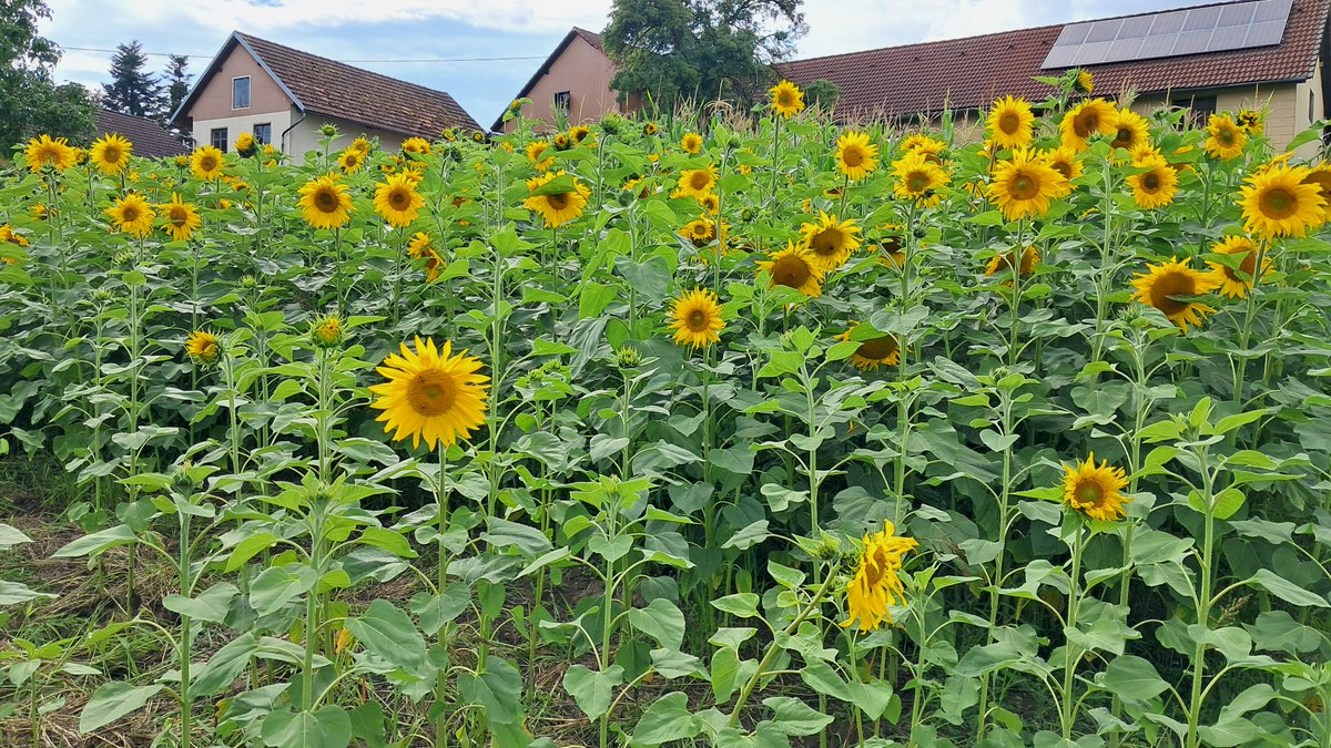 Das Bild zum ersten Sonntag im August. Sonnenblumen. Sommerblumen. Handy Foto. Samsung