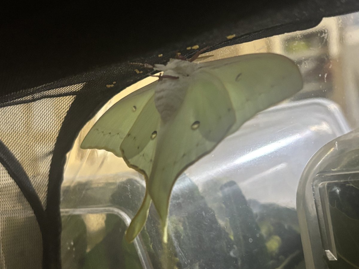 ウスタビたんとオオミズアオさん羽化。