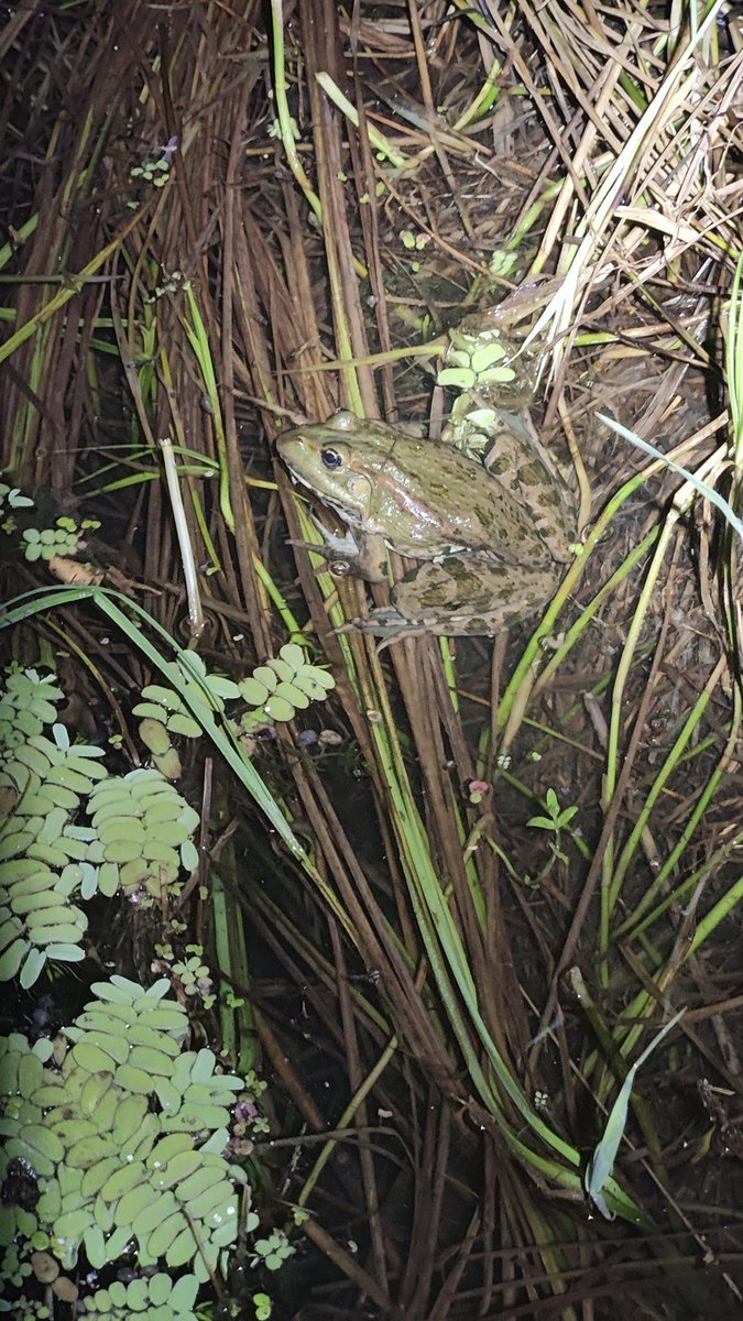 Держите жябу