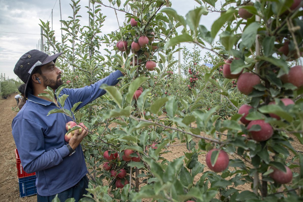 faisalbashirs's tweet image. #Kashmiri #farmers #harvest #hybrid #apples at an #orchard in #Pulwama district, #south of #Srinagar on #August 3, 2025. 📷 @faisalbashirs