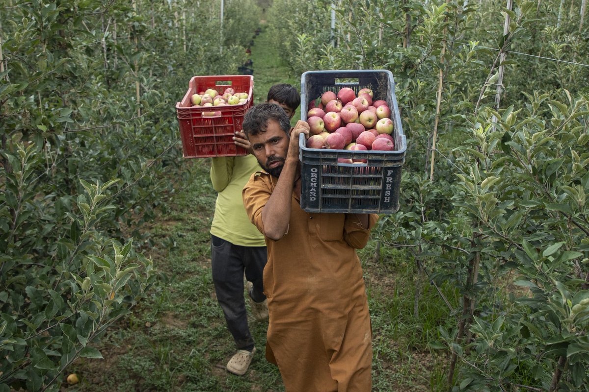 faisalbashirs's tweet image. #Kashmiri #farmers #harvest #hybrid #apples at an #orchard in #Pulwama district, #south of #Srinagar on #August 3, 2025. 📷 @faisalbashirs