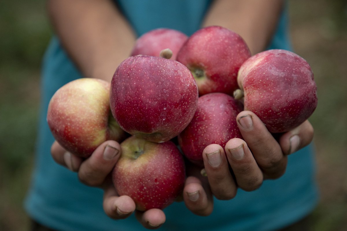 faisalbashirs's tweet image. #Kashmiri #farmers #harvest #hybrid #apples at an #orchard in #Pulwama district, #south of #Srinagar on #August 3, 2025. 📷 @faisalbashirs