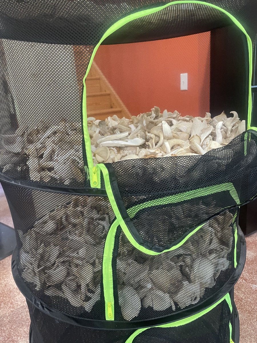 Cut up oyster mushrooms ready to be hung outside in the sun to dry. After drying, we make mushroom jerky.
#sustainableagriculture
#mushroomfarm
#microfarming
#microfarm
#organicfarming