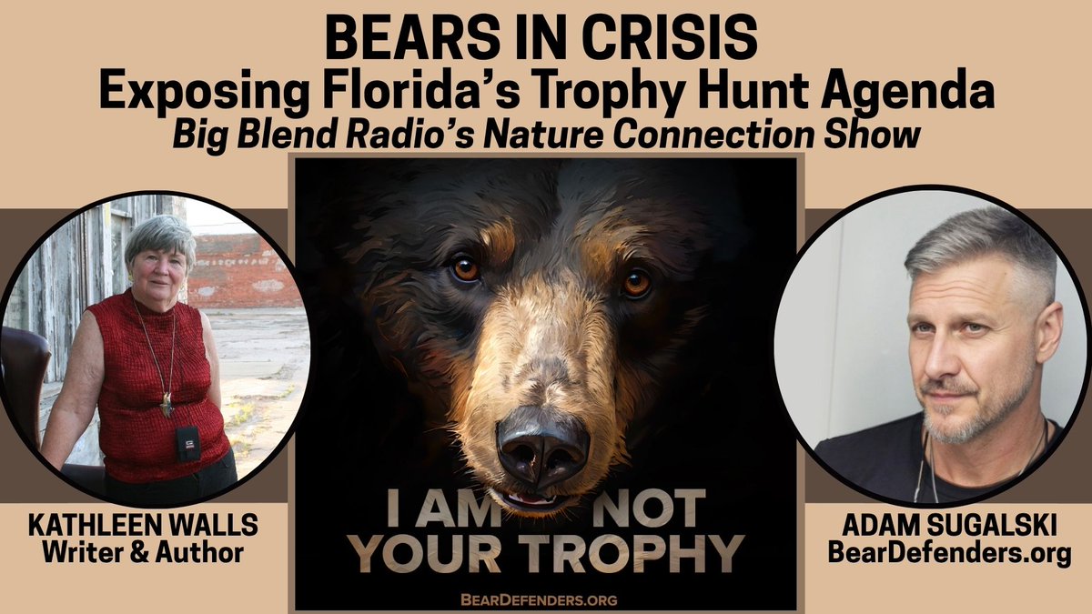 BigBlendMag's tweet image. Florida wants to bring back trophy hunting—with dogs and bows.🐾🏹 Learn why this matters and how to help on Big Blend Radio:  youtu.be/TiwNEoiFfVo?fe…
#BearDefenders #ProtectOurBears #StopTrophyHunting