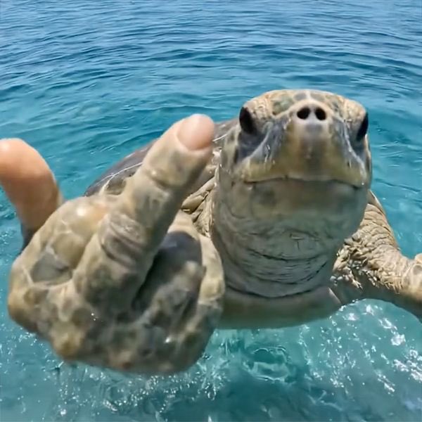 CGCryptoC's tweet photo. @NobleCoins @NobleCoins bro you have to look at $MF NOW

TikTok bonk meme

Just bonded and it’s sending as we speak!!!

23K3UmbRkFDe7MGxYXx6E8wJyjh5H21yAvNGCKNybonk https://t.co/mUGiW4gooA