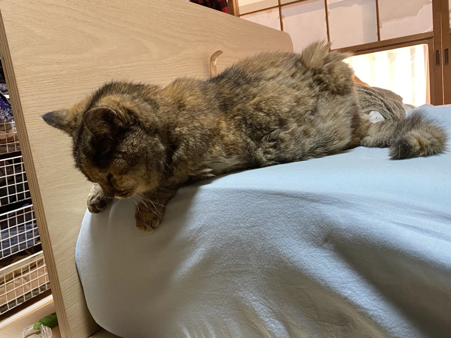 猫先輩  2点 ねこ先輩 on X: 