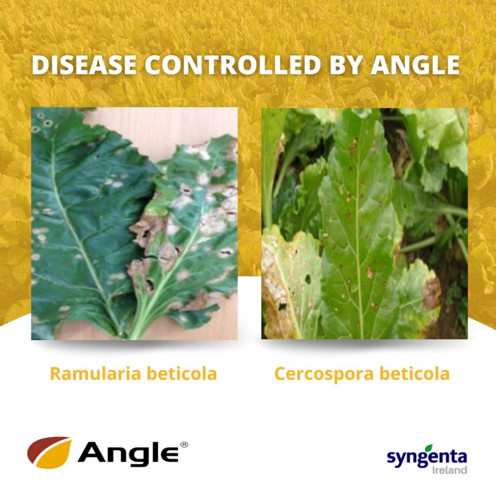 SyngentaIrl's tweet image. With Angle®, you can prevent diseases such as Ramularia beticola, Cercospora beticola, Rust  and Powdery mildew on your beet. 🛡️

To learn more, visit here: bit.ly/3IjBed0

#ProtectCrops #CropControl #Angle