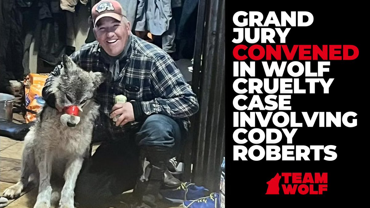 teamwolf_org's tweet image. 🚨BREAKING: A Wyoming grand jury is now considering felony charges against Cody Roberts—the man who ran down a wolf with a snowmobile, tortured and paraded her, then killed her.
He was fined just $250.
A rare grand jury is now underway. Accountability may finally follow.