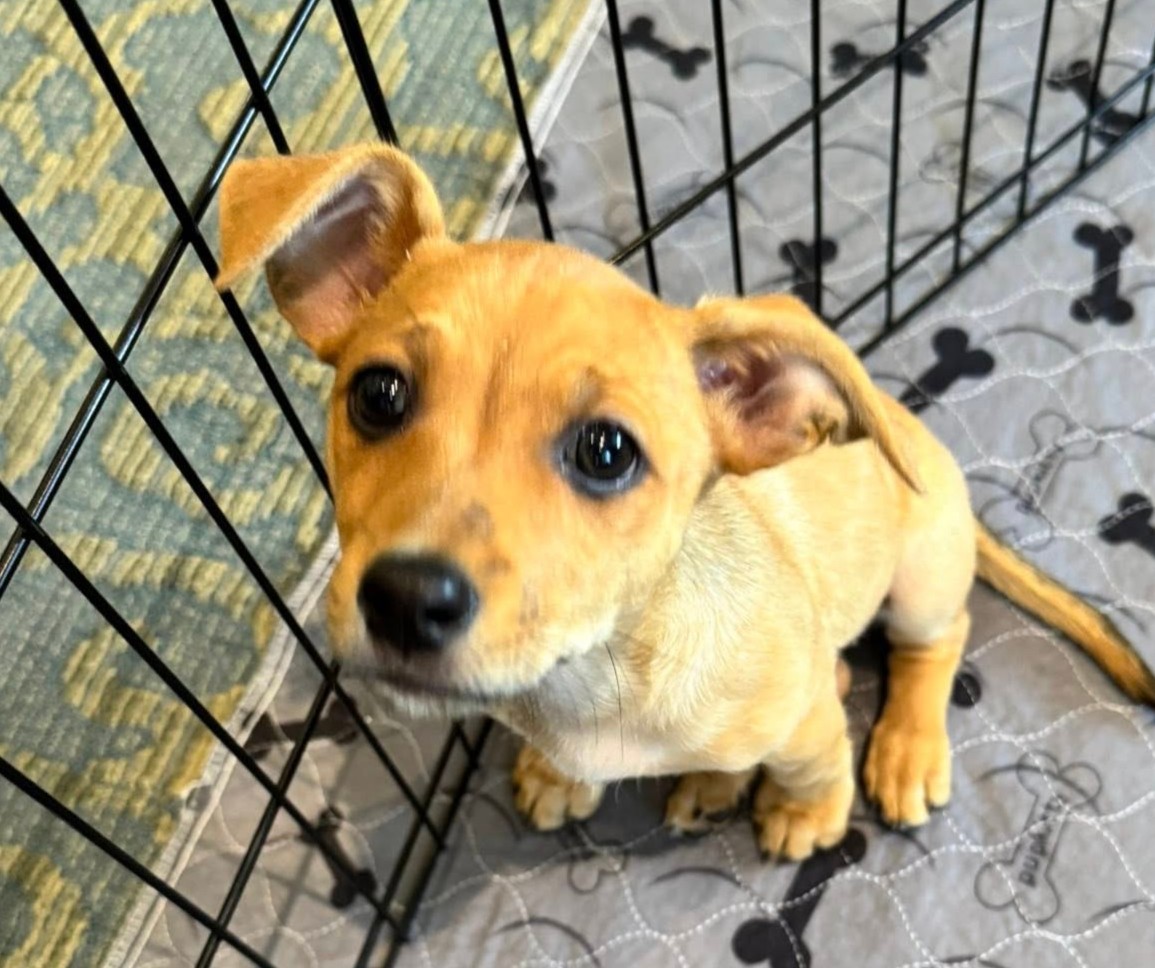 “You can usually tell that a man is good if he has a dog who loves him.”
― W. Bruce Cameron
PAWlease supPAWrt our mission that helps this 2025 cutie by visiting ItsieBitsieRescue.org
 #donationssaveslives #fosters2025 #puppyrescue #tinybutmighty #ittakesavillage #gratitude