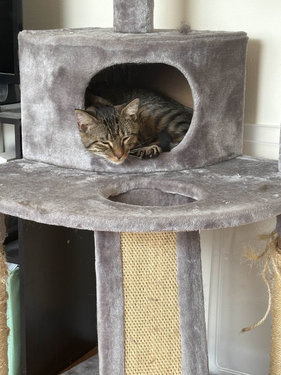 hayden w. averidden tweet media