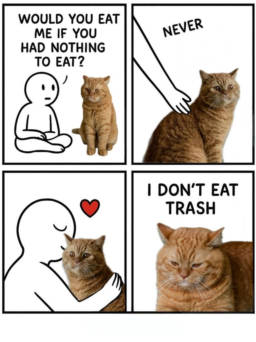 We don't deserve cats 😺 (@catsareblessing) on Twitter photo 