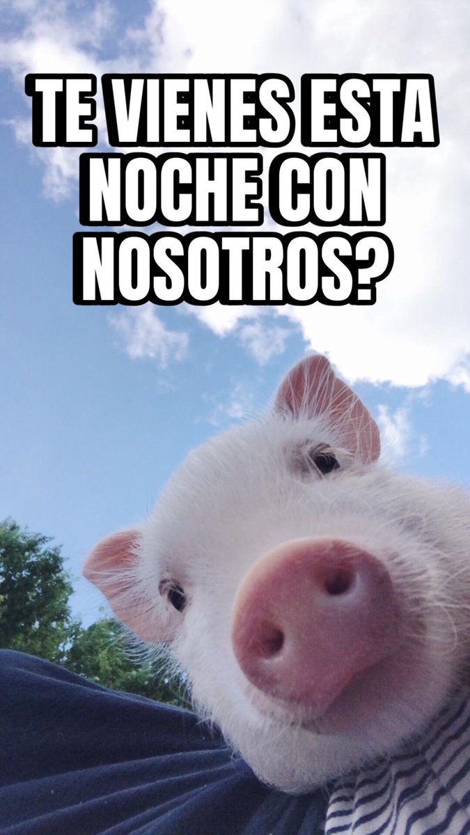 𝗧𝗘𝗔𝗠 𝗣𝗨𝗘𝗥𝗖𝗢𝗦 (@teampuercos) on Twitter photo 
