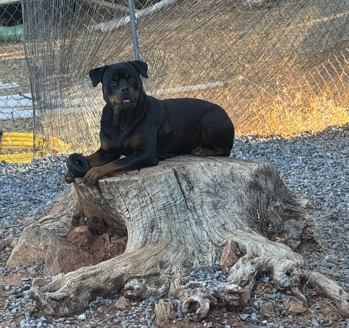 ClayRabbit tweet media