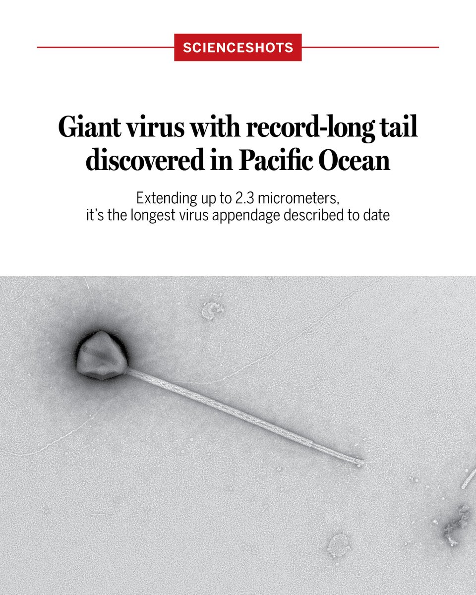 Science Magazine (@sciencemagazine) on Twitter photo The recently discovered giant virus PelV-1 has a tail of unprecedented length.
Learn more: scim.ag/4ffxrtD <a href="/NewsfromScience/">News from Science</a> The recently discovered giant virus PelV-1 has a tail of unprecedented length.
Learn more: scim.ag/4ffxrtD <a href="/NewsfromScience/">News from Science</a>