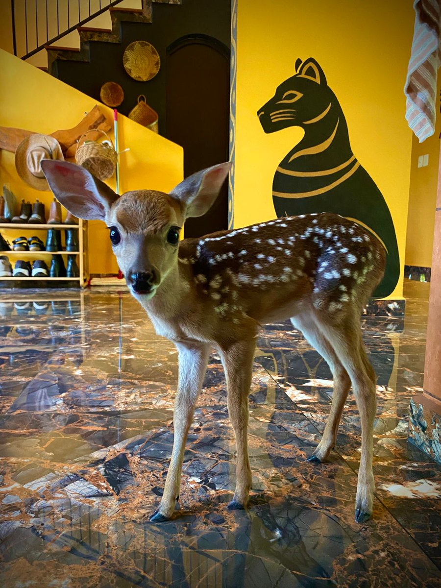 I traded the American dream for the Mexican dream and have zero regrets. 🤝🇲🇽🌄