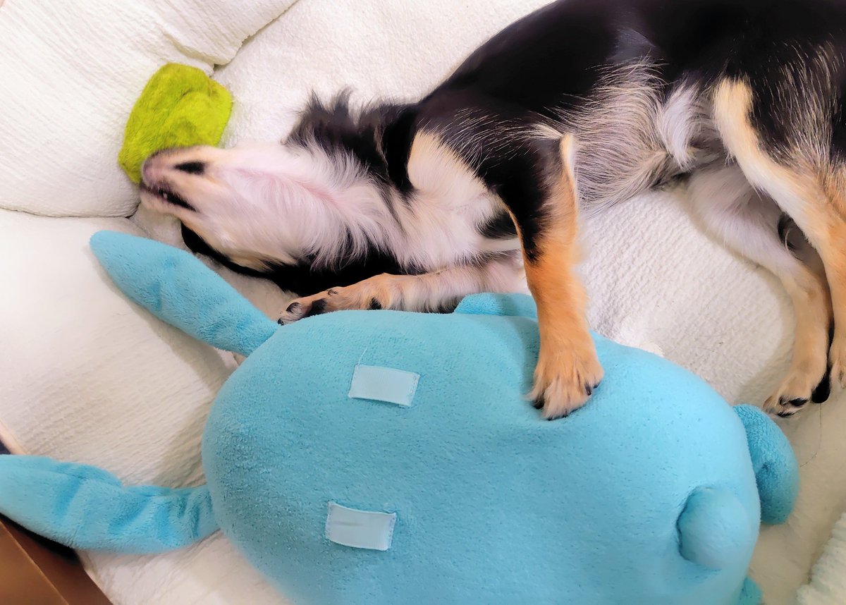 ใใใ๐ Ringo the Chihuahua (@ringo_lcc) on Twitter photo ใซใจใซ๐ธใใใใ๐ฐใใฉใฃใกใๅฅฝใใชใ ใใ้ธในใชใ๐
ใ .ใ.ใ!ใฉใฃใกใ็งใฎใฃใฆไบใง่ฏใใงใใ๏ผ
ไปๆฅใๅคงๅฅฝใโคใชใฌใใใใฟใจใใใกใใซๅฒใพใใฆโฆใใใใฟใชใใ๐ค
๏ผใใฏใฏ #ใใฏใฏใฎใใๆฎใใ
๏ผchihuahua ใซใจใซ๐ธใใใใ๐ฐใใฉใฃใกใๅฅฝใใชใ ใใ้ธในใชใ๐
ใ .ใ.ใ!ใฉใฃใกใ็งใฎใฃใฆไบใง่ฏใใงใใ๏ผ
ไปๆฅใๅคงๅฅฝใโคใชใฌใใใใฟใจใใใกใใซๅฒใพใใฆโฆใใใใฟใชใใ๐ค
๏ผใใฏใฏ #ใใฏใฏใฎใใๆฎใใ
๏ผchihuahua