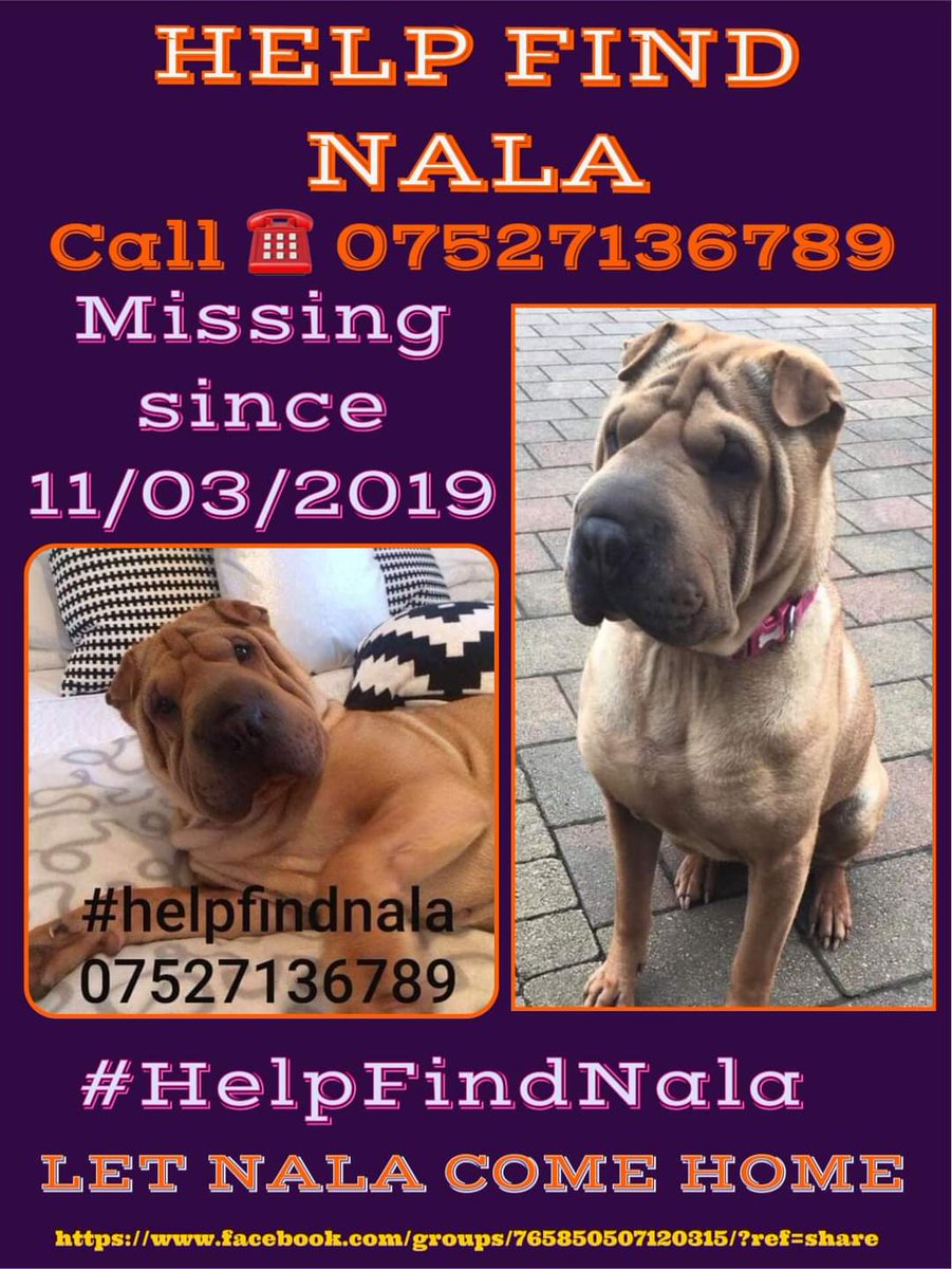 MissingPetsGB's tweet image. Whoever found NALA &amp;amp; didn't report her to dog warden or police committed #TheftByFinding

Whoever has Nala has made no attempt to return her

A message with a name or address, no questions, just an agreement to get her home - we can arrange transport from anywhere
#stolendoghour