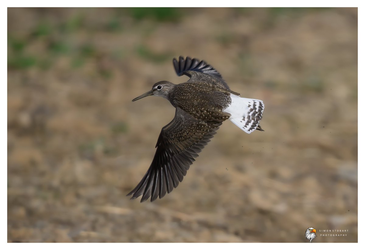 πππ’π€π£ ππ©π€πππ§π© π¦π¦π¦ (@sherburnsi) on Twitter photo Green Sandpiper at RSPB Saltholme the other day.
<a href="/teesbirds1/">teesbirds</a>
<a href="/teeswildlife/">Tees Wildlife</a>
<a href="/DurhamBirdClub/">Durham Bird Club</a>
<a href="/Natures_Voice/">RSPB</a>
<a href="/NatureUK/">NatureUK</a>
<a href="/WildlifeMag/">BBC Wildlife</a>
<a href="/BBCSpringwatch/">BBC Springwatch</a>
<a href="/NTBirdClub/">Northumberland & Tyneside Bird Club</a>
<a href="/UKNikon/">Nikon UK & Ireland</a>
#naturephotographyday #birds #wildlifephotography Green Sandpiper at RSPB Saltholme the other day.
<a href="/teesbirds1/">teesbirds</a>
<a href="/teeswildlife/">Tees Wildlife</a>
<a href="/DurhamBirdClub/">Durham Bird Club</a>
<a href="/Natures_Voice/">RSPB</a>
<a href="/NatureUK/">NatureUK</a>
<a href="/WildlifeMag/">BBC Wildlife</a>
<a href="/BBCSpringwatch/">BBC Springwatch</a>
<a href="/NTBirdClub/">Northumberland & Tyneside Bird Club</a>
<a href="/UKNikon/">Nikon UK & Ireland</a>
#naturephotographyday #birds #wildlifephotography