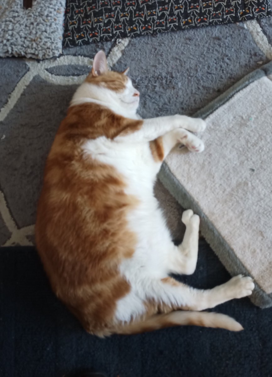🌊😺Flo and Brigadier Sammy😺🌊 (@aurora3s) on Twitter photo #ZSHQ <a href="/catsrule0/">Marie Choo Choo, married to Chalky</a> <a href="/dora_nlk/">Dora K</a> <a href="/parham1961/">jackie parham</a> <a href="/LBisaillon/">Chowsie</a> @bloomNight2 <a href="/marisbellamy1/">Maris Bellamy</a> <a href="/Vanessaandcats1/">Vanessa Taylor</a> <a href="/GailCarangelo/">Gail K. Carangelo</a> <a href="/MauSupercat/">House of Mau</a> <a href="/Palmolive_S_Pan/">Palmolive</a> <a href="/JennyNicholas4/">Jenny,Saffy,Tigger,Fizbo an Twerp da Canary</a> <a href="/Lindsayph6/">Lindsayph</a>
<a href="/AviwhiteGSD/">Avilovesdogsandcats❤️</a>
Me happy Sunday to all. Me smiling as me roll on the rug 🤗🌷☺️ #ZSHQ <a href="/catsrule0/">Marie Choo Choo, married to Chalky</a> <a href="/dora_nlk/">Dora K</a> <a href="/parham1961/">jackie parham</a> <a href="/LBisaillon/">Chowsie</a> @bloomNight2 <a href="/marisbellamy1/">Maris Bellamy</a> <a href="/Vanessaandcats1/">Vanessa Taylor</a> <a href="/GailCarangelo/">Gail K. Carangelo</a> <a href="/MauSupercat/">House of Mau</a> <a href="/Palmolive_S_Pan/">Palmolive</a> <a href="/JennyNicholas4/">Jenny,Saffy,Tigger,Fizbo an Twerp da Canary</a> <a href="/Lindsayph6/">Lindsayph</a>
<a href="/AviwhiteGSD/">Avilovesdogsandcats❤️</a>
Me happy Sunday to all. Me smiling as me roll on the rug 🤗🌷☺️