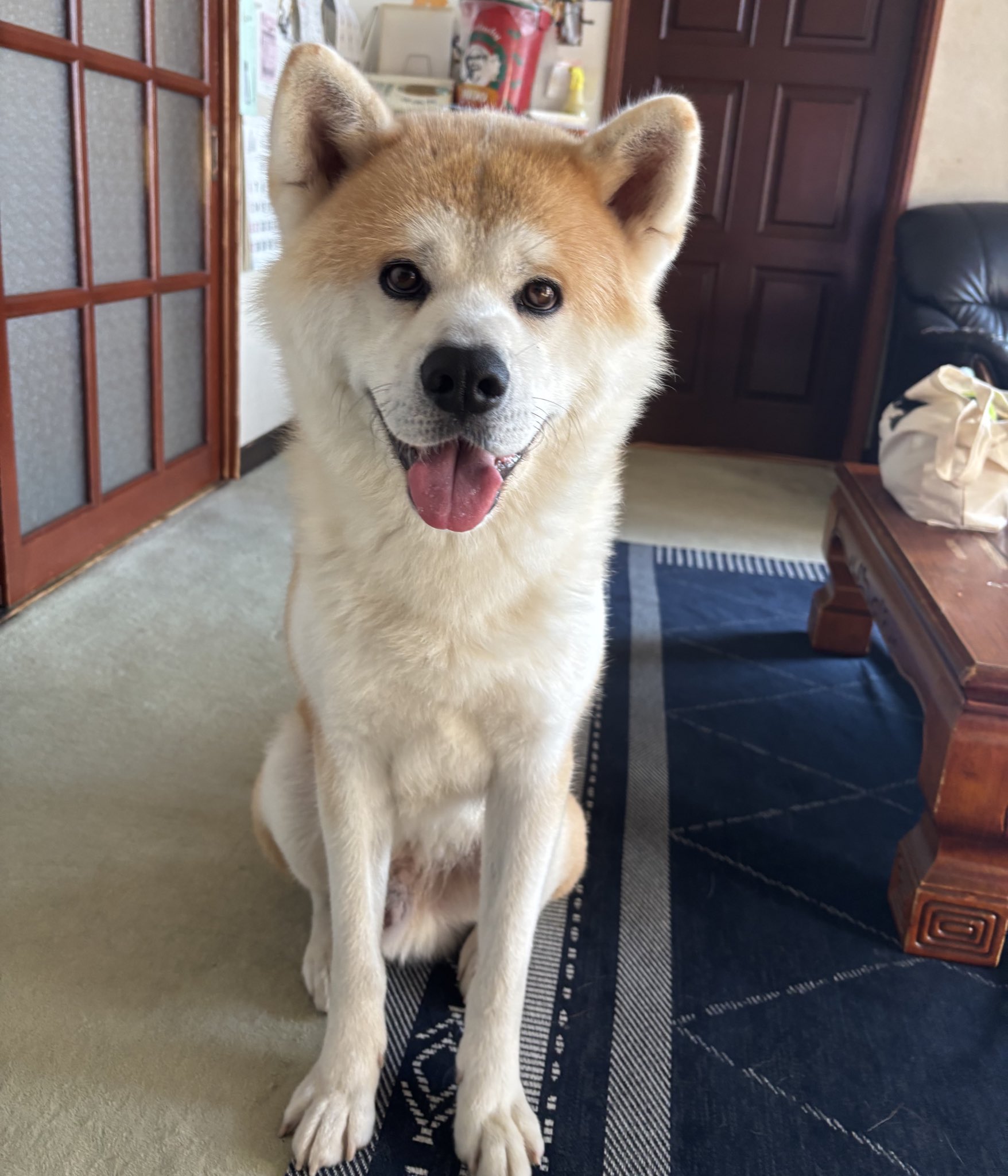 秋田犬のむう太🐶 on X: 