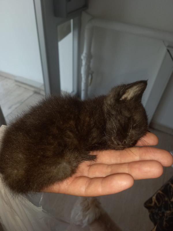 1 aylık civarı Ankara Annesi diğer yavrularını alıp gitmiş ve bu bebek sokakta kalmış. 
Şu an korumaya almış olan kişinin eşi "yavru kedi" yi istemiyor.

instagram <a href="/yuksla/">yuksla</a> 

#SokakHayvanlarıSahipsizDeğil