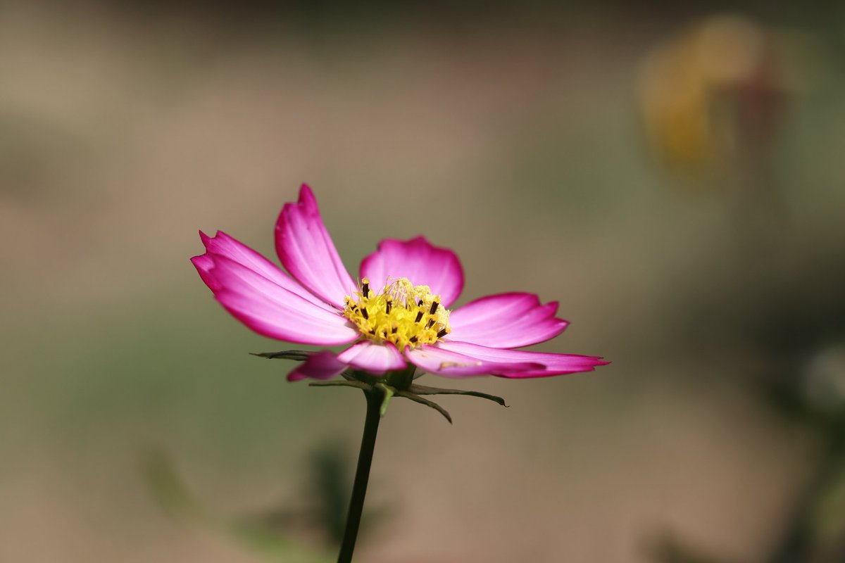 chris40851's tweet photo. #CosmosChallenge 🌸
#Bokeh nature au jardin https://t.co/nU1TWzubNX