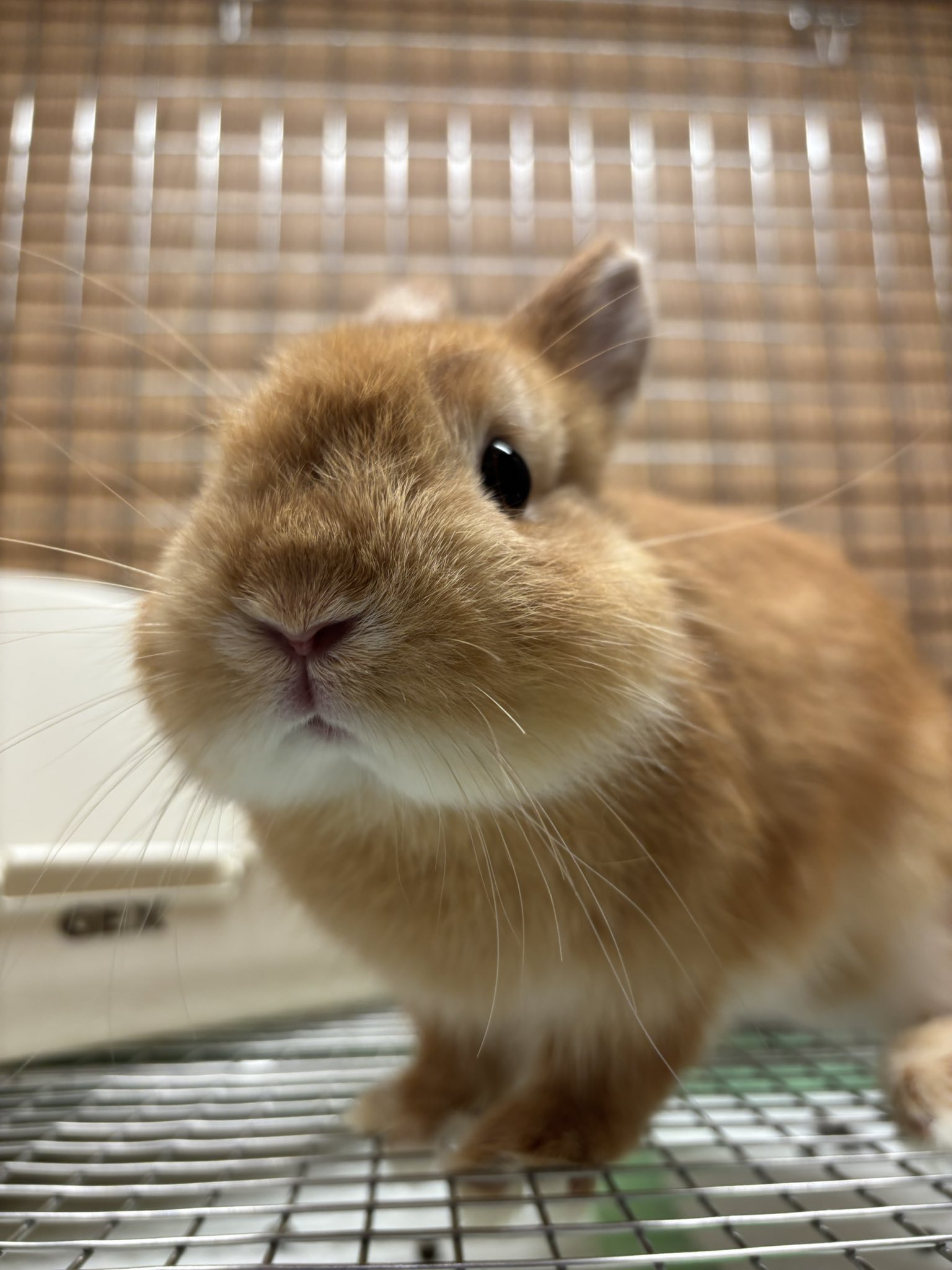 うさぎのしっぽ洗足店 on X: 