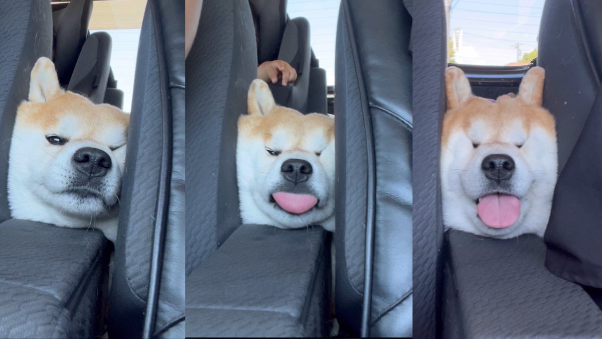 Shibamugi28's tweet photo. 座席に挟まって寝る柴犬

#シヴァ犬こむぎっす #柴犬 #マイクラ https://t.co/7ik02vWwbV